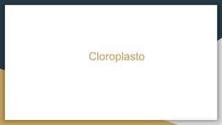 Cloroplasto
 