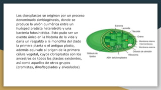 Los cloroplastos se originan por un proceso
denominado simbiogénesis, donde se
produce la unión quimérica entre un
huésped protista heterótrofo y una
bacteria fotosintética. Esto pudo ser un
evento único en la historia de la vida y
daría un respaldo a la monofilia del clado
la primera planta o el antiguo plasto,
además equivale al origen de la primera
célula vegetal, cuyos cloroplastos son los
ancestros de todos los plastos existentes,
así como aquellos de otros grupos
(cromistas, dinoflagelados y alveolados)
 