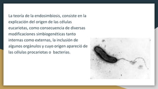 La teoría de la endosimbiosis, consiste en la
explicación del origen de las células
eucariotas, como consecuencia de diversas
modificaciones simbiogenéticas tanto
internas como externas, la inclusión de
algunos orgánulos y cuyo origen apareció de
las células procariotas o bacterias.
 