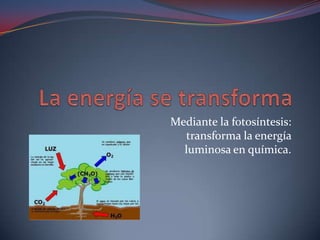 Mediante la fotosíntesis:
  transforma la energía
  luminosa en química.
 