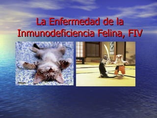 La Enfermedad de la Inmunodeficiencia Felina, FIV 