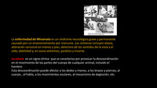 La enfermedad de Minamata es un síndrome neurológico grave y permanente
causado por un envenenamiento por mercurio. Los síntomas incluyen ataxia,
alteración sensorial en manos y pies, deterioro de los sentidos de la vista y el
oído, debilidad y, en casos extremos, parálisis y muerte.
La ataxia es un signo clínico que se caracteriza por provocar la descoordinación
en el movimiento de las partes del cuerpo de cualquier animal, incluido el
hombre.
Esta descoordinación puede afectar a los dedos y manos, a los brazos y piernas, al
cuerpo , al habla, a los movimientos oculares, al mecanismo de deglución, etc.