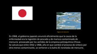En 1968, el gobierno japonés anunció oficialmente que la causa de la
enfermedad era la ingestión de pescado y de marisco contaminado de
mercurio provocado por los vertidos de la empresa petroquímica Chisso.
Se calcula que entre 1932 y 1968, año en que cambió el proceso de síntesis por
otro menos contaminante, se vertieron a la bahía 81 toneladas de mercurio.
Aguas con mercurio