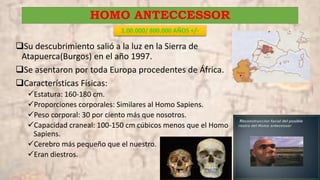 HOMO ANTECCESSOR
1.00.000/ 800.000 AÑOS +/-
Su descubrimiento salió a la luz en la Sierra de
Atapuerca(Burgos) en el año 1997.
Se asentaron por toda Europa procedentes de África.
Características Físicas:
Estatura: 160-180 cm.
Proporciones corporales: Similares al Homo Sapiens.
Peso corporal: 30 por ciento más que nosotros.
Capacidad craneal: 100-150 cm cúbicos menos que el Homo
Sapiens.
Cerebro más pequeño que el nuestro.
Eran diestros.
 