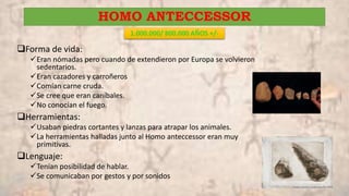 HOMO ANTECCESSOR
1.000.000/ 800.000 AÑOS +/-
Forma de vida:
Eran nómadas pero cuando de extendieron por Europa se volvieron
sedentarios.
Eran cazadores y carroñeros
Comían carne cruda.
Se cree que eran caníbales.
No conocían el fuego.
Herramientas:
Usaban piedras cortantes y lanzas para atrapar los animales.
La herramientas halladas junto al Homo anteccessor eran muy
primitivas.
Lenguaje:
Tenían posibilidad de hablar.
Se comunicaban por gestos y por sonidos
 