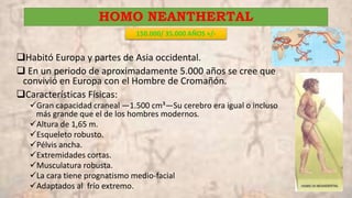 HOMO NEANTHERTAL
150.000/ 35.000 AÑOS +/-
Habitó Europa y partes de Asia occidental.
 En un periodo de aproximadamente 5.000 años se cree que
convivió en Europa con el Hombre de Cromañón.
Características Físicas:
Gran capacidad craneal —1.500 cm³—Su cerebro era igual o incluso
más grande que el de los hombres modernos.
Altura de 1,65 m.
Esqueleto robusto.
Pélvis ancha.
Extremidades cortas.
Musculatura robusta.
La cara tiene prognatismo medio-facial
Adaptados al frío extremo.
 