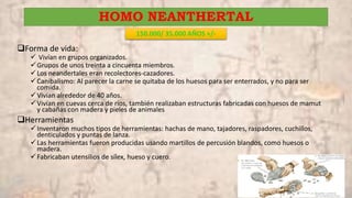 HOMO NEANTHERTAL
150.000/ 35.000 AÑOS +/-
Forma de vida:
 Vivían en grupos organizados.
Grupos de unos treinta a cincuenta miembros.
Los neandertales eran recolectores-cazadores.
Canibalismo: Al parecer la carne se quitaba de los huesos para ser enterrados, y no para ser
comida.
Vivían alrededor de 40 años.
Vivían en cuevas cerca de ríos, también realizaban estructuras fabricadas con huesos de mamut
y cabañas con madera y pieles de animales
Herramientas
Inventaron muchos tipos de herramientas: hachas de mano, tajadores, raspadores, cuchillos,
denticulados y puntas de lanza.
Las herramientas fueron producidas usando martillos de percusión blandos, como huesos o
madera.
Fabricaban utensilios de sílex, hueso y cuero.
 