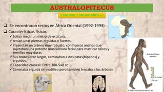 AUSTRALOPITECUS
 Se encontraron restos en África Oriental (1992-1993)
 Características físicas
Solían medir un metro de estatura,
tenían unas piernas erguidas y fuertes.
Presentan un cráneo muy robusto, con huesos anchos que
sujetaban una potente musculatura facial para masticar raíces y
semillas muy duras
Sus brazos eran largos, caminaban a dos patas(bípedos) y
erguidos.
Capacidad craneal: Entre 380-540 cc
Caminaba erguida sin nudilleo pero también trepaba a los árboles
3.500.000/ 2.500.000 AÑOS +/-
 