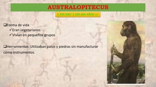 AUSTRALOPITECUS
Forma de vida
Eran vegetarianos
Vivían en pequeños grupos
Herramientas: Utilizaban palos y piedras sin manufacturar
como instrumentos.
3.500.000/ 2.500.000 AÑOS +/-
 