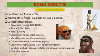 HOMO ERECTUS
1.900.000/ 400.000 AÑOS +/-
Habitaron en Asia oriental.
Yacimientos : África, Asia, isla de Java y Europa.
Características físicas.
Capacidad craneal: 800-1200cc
Altura: 1.60-1.80 m
Peso: 60-70 kg
Saliente del hueso sobre los ojos.
Mandíbula sin mentón prominente.
Columna vertebral totalmente erguida.
Cadera más robusta que la del hombre moderno.
Incisivos anchos y planos; molares grandes con esmalte grueso.
Dimorfismo sexual.
 