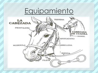 Equipamiento
 