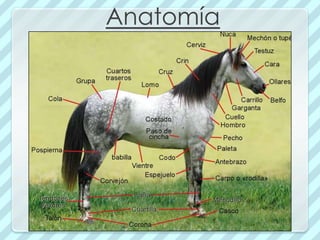 Anatomía
 