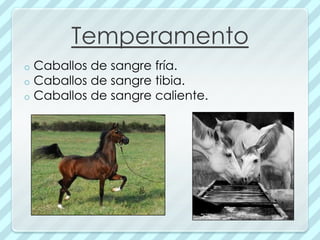 Temperamento
o   Caballos de sangre fría.
o   Caballos de sangre tibia.
o   Caballos de sangre caliente.
 