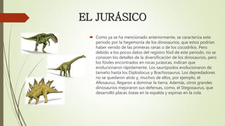  Como ya se ha mencionado anteriormente, se caracteriza este
periodo por la hegemonía de los dinosaurios, que estos podrían
haber venido de las primeras ranas o de los cocodrilos. Pero
debido a los pocos datos del registro fósil de este periodo, no se
conocen los detalles de la diversificación de los dinosaurios, pero
los fósiles encontrados en rocas jurásicas, indican que
evolucionaron rápidamente. Los saurópodos evolucionaron de
tamaño hasta los Diplodocus y Brachiosaurus. Los depredadores
no se quedaron atrás y, muchos de ellos, por ejemplo, el
Allosaurus, llegaron a dominar la tierra. Además, otros grandes
dinosaurios mejoraron sus defensas, como, el Stegosaurus, que
desarrolló placas óseas en la espalda y espinas en la cola.
EL JURÁSICO
 
