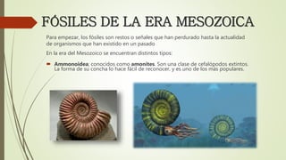 FÓSILES DE LA ERA MESOZOICA
Para empezar, los fósiles son restos o señales que han perdurado hasta la actualidad
de organismos que han existido en un pasado
En la era del Mesozoico se encuentran distintos tipos:
 Ammonoidea; conocidos como amonites. Son una clase de cefalópodos extintos.
La forma de su concha lo hace fácil de reconocer, y es uno de los más populares.
 