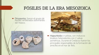 FÓSILES DE LA ERA MESOZOICA
 Dinosaurios; fueron el grupo de
reptiles vertebrados dominantes
del Triásico.
 Hippuritoida o rudistas, son moluscos
bivalvos heterodontos con 2 valvas
asimétricas. Durante el Cretácico fueron los
principales responsables de la formación de
arrecifes en el mar de Tetis.
 