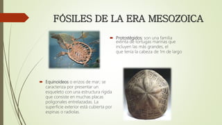 FÓSILES DE LA ERA MESOZOICA
 Protostégidos; son una familia
extinta de tortugas marinas que
incluyen las más grandes, el
que tenía la cabeza de 1m de largo
 Equinoideos o erizos de mar; se
caracteriza por presentar un
esqueleto con una estructura rígida
que consiste en muchas placas
poligonales entrelazadas. La
superficie exterior está cubierta por
espinas o radiolas.
 