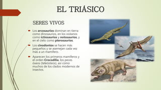  Los arcosaurios dominan en tierra
como dinosaurios, en los océanos
como ictiosaurios y notosaurios, y
en el cielo como pterosaurios.
 Los cinodontos se hacen más
pequeños y se asemejan cada vez
más a un mamífero.
 Aparecen los primeros mamíferos y
el orden Crocodilia, los peces
óseos (teleósteos), así como
muchos de los clados modernos de
insectos.
EL TRIÁSICO
SERES VIVOS
 