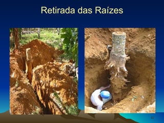 Retirada das Raízes 