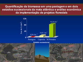 Quantificação da biomassa em uma pastagem e em dois estádios sucessionais da mata atlântica e análise econômica da implementação de projetos florestais 