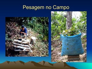 Pesagem no Campo 