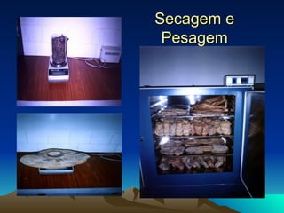 Secagem e Pesagem 