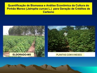 Quantificação de Biomassa e Análise Econômica da Cultura do Pinhão Manso ( Jatropha curcas  L.)  para Geração de Créditos de Carbono ELDORADO-MS PLANTAS COM 8 MESES 