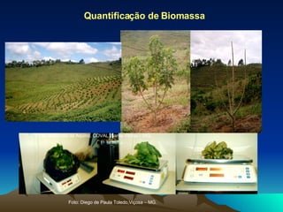 Quantificação de Biomassa Foto: Diego de Paula Toledo,Viçosa – MG. Foto: Adãonete de Aquino, COVAL, Santa Vitória – MG. 