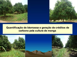 Quantificação de biomassa e geração de créditos de carbono pela cultura de manga  