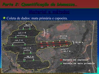Coleta de dados: mata primária e capoeira. Parte 2: Quantificação da biomassa… Material e métodos 
