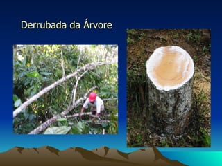 Derrubada da Árvore 