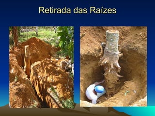 Retirada das Raízes 
