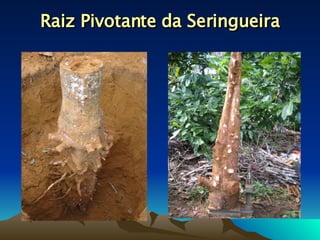 Raiz Pivotante da Seringueira 