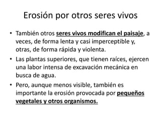 Erosión por otros seres vivos
• También otros seres vivos modifican el paisaje, a
veces, de forma lenta y casi imperceptible y,
otras, de forma rápida y violenta.
• Las plantas superiores, que tienen raíces, ejercen
una labor intensa de excavación mecánica en
busca de agua.
• Pero, aunque menos visible, también es
importante la erosión provocada por pequeños
vegetales y otros organismos.
 