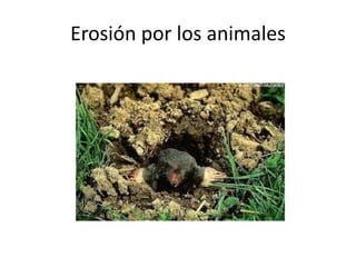 Erosión por los animales
 