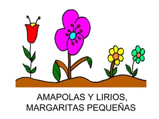 AMAPOLAS Y LIRIOS, MARGARITAS PEQUEÑAS   
