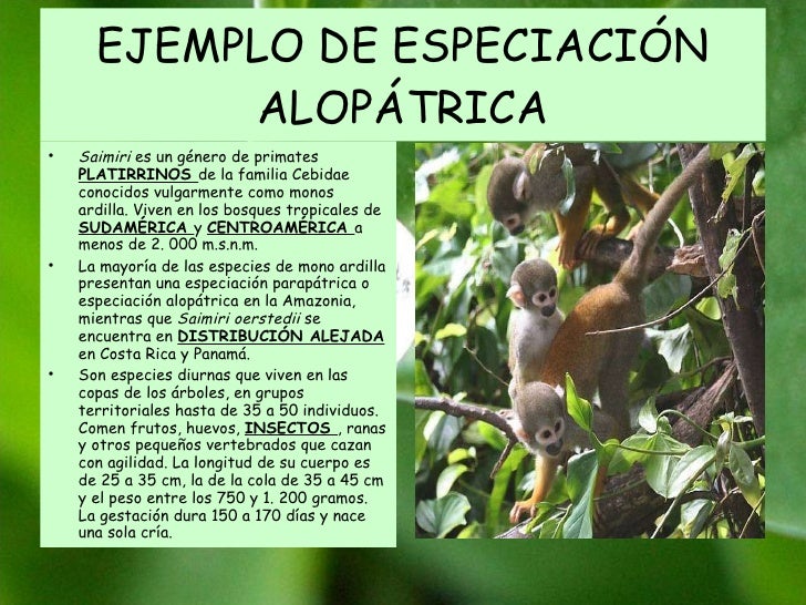 Resultado de imagen para ESPECIACION ALOPATRICA