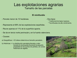 Las explotaciones agrarias Tamaño de las parcelas El minifundio   - Parcela menor de 10 hectáreas.                                  - Dos tipos:                                                                                             * Tradicional de bajos ingresos.                                                                                             * Tecnificadas de alto rendimiento. - Representa el 68% de las explotaciones españolas. - Reune apenas el 11% de la superficie agraria. - Se da en tercio norte peninsular y en la huerta valenciana. - Causas: a) Geográficas -> El relieve determina el tamaño parcelario. b) Históricas -> La distribución parcelaria llevada a cabo                              durante la reconquista favoreció la pequeña                             propiedad en los puntos de partida y en zonas                             históricas de regadio.   