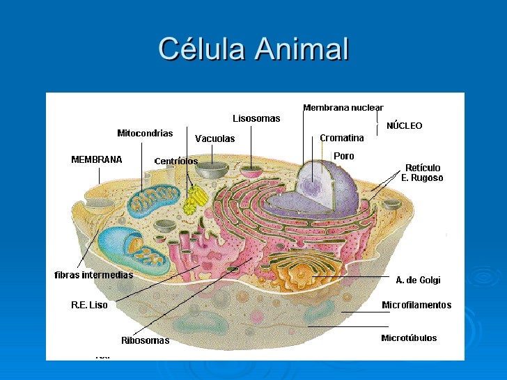 La Celula Estructura Y Funcionamiento Celular Biologia
