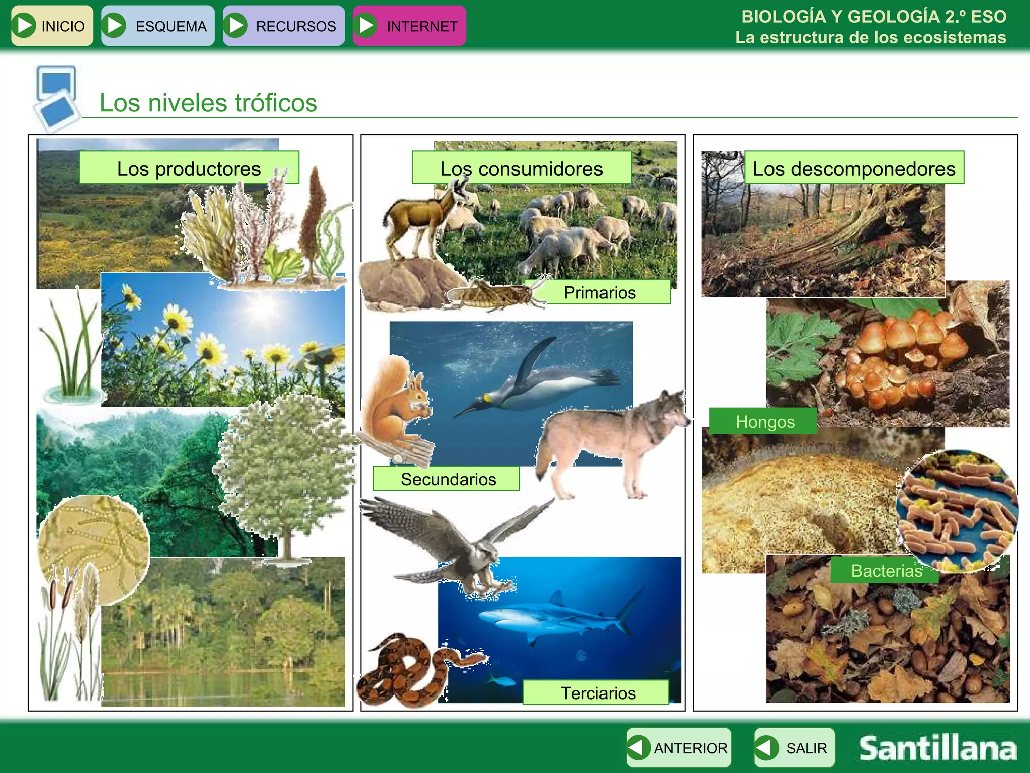 Los niveles tróficos Los productores Los consumidores Los descomponedores Primarios Secundarios Terciarios Hongos Bacterias INICIO ESQUEMA RECURSOS INTERNET SALIR ANTERIOR 