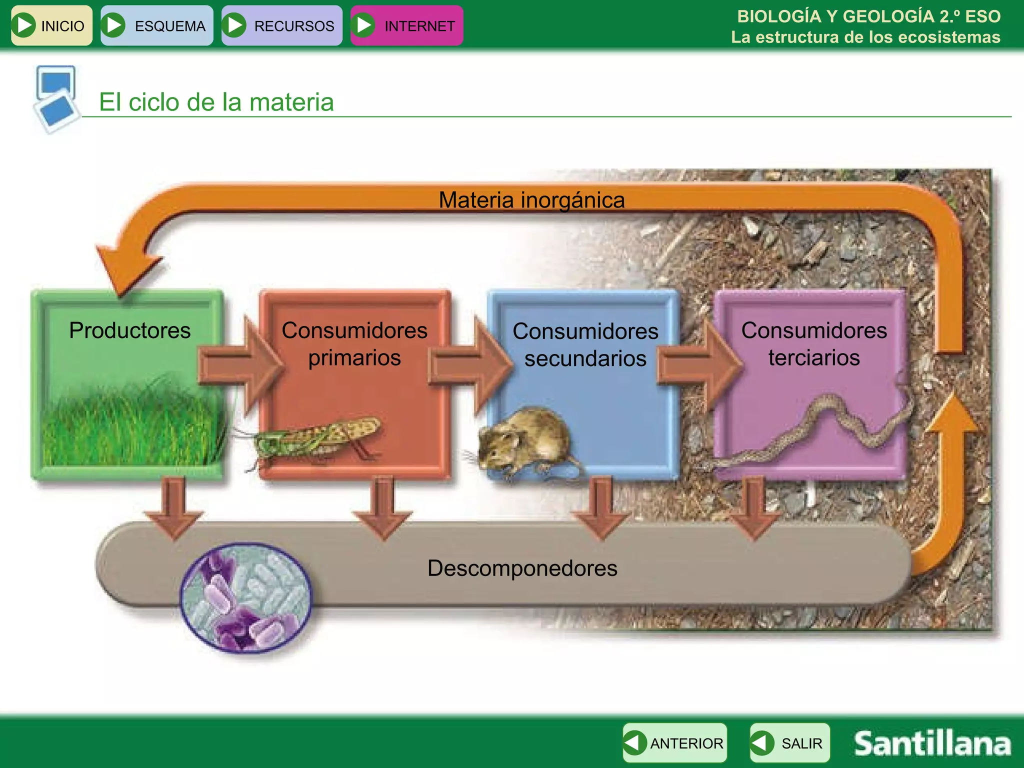 El ciclo de la materia Productores Consumidores primarios Consumidores secundarios Consumidores terciarios Materia inorgánica Descomponedores INICIO ESQUEMA RECURSOS INTERNET SALIR ANTERIOR 