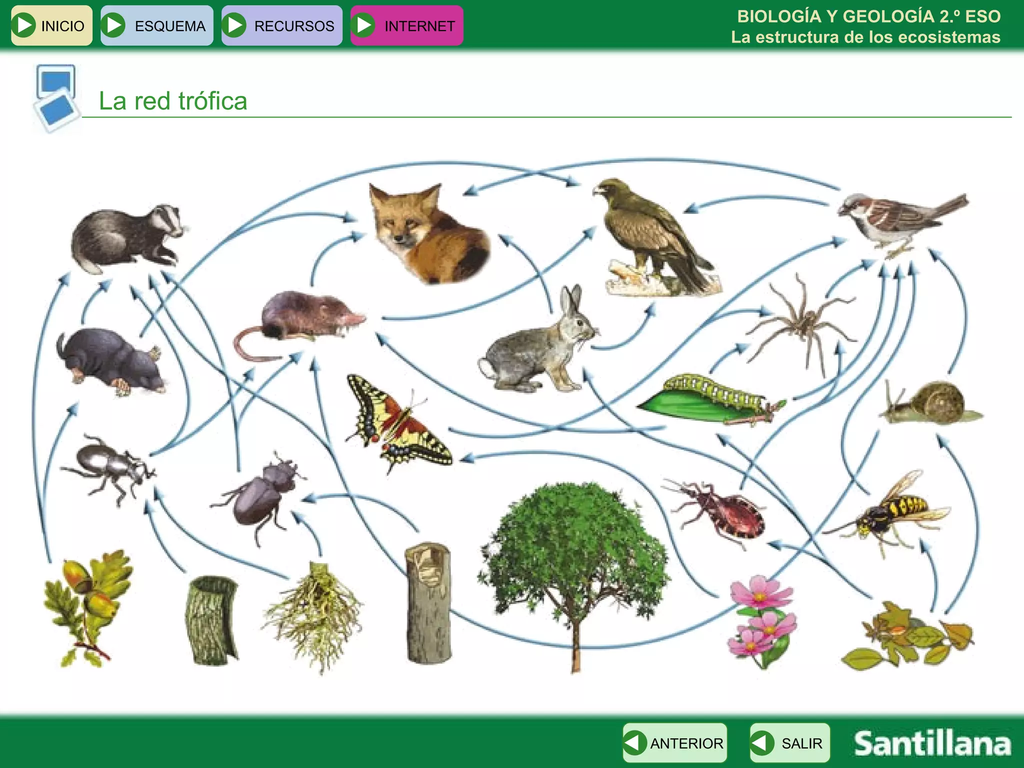 La red trófica INICIO ESQUEMA RECURSOS INTERNET SALIR ANTERIOR 