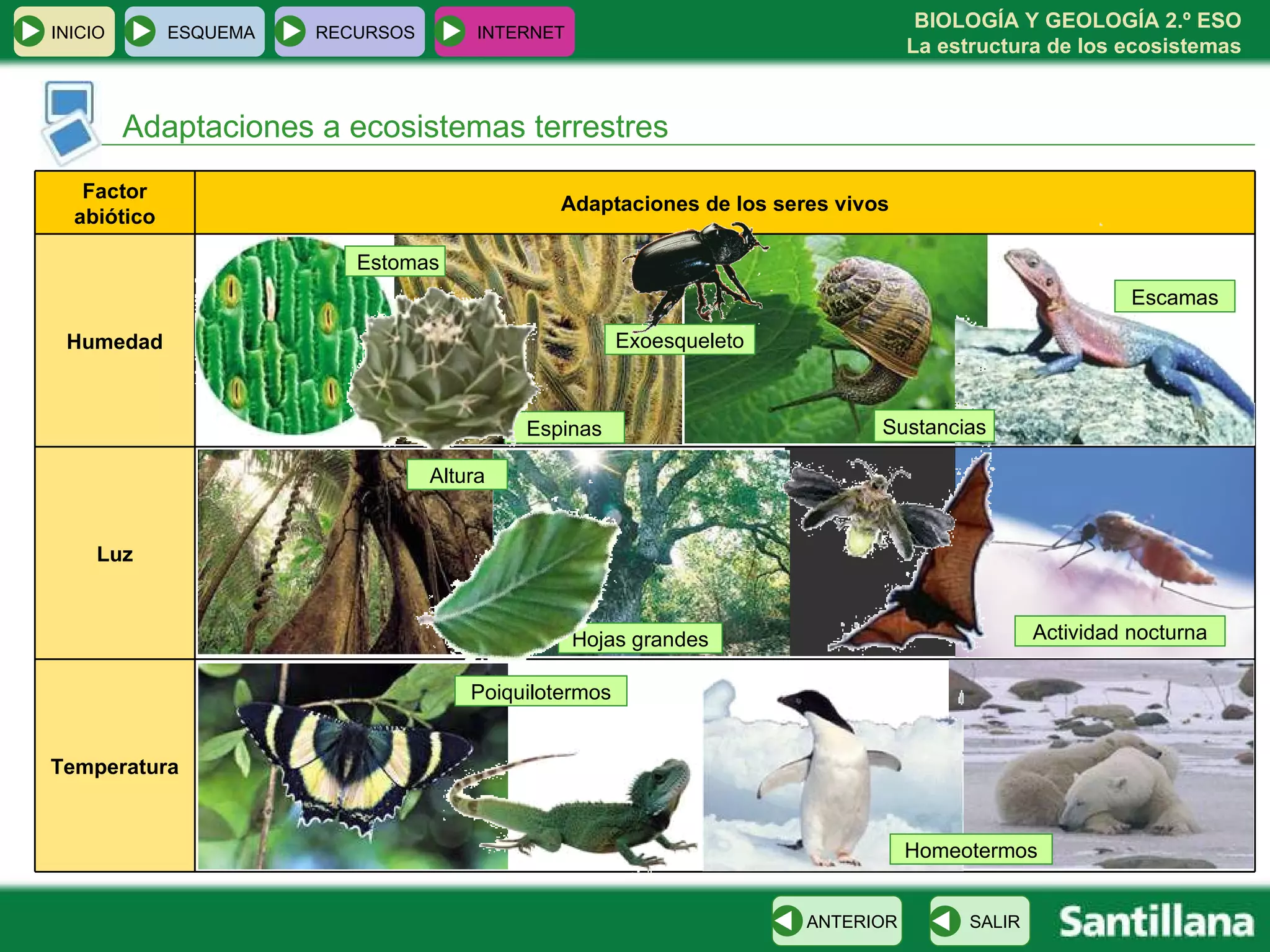 Hojas grandes Espinas Adaptaciones a ecosistemas terrestres Estomas Escamas Sustancias Exoesqueleto Altura Actividad nocturna Homeotermos Poiquilotermos INICIO ESQUEMA RECURSOS INTERNET SALIR ANTERIOR Temperatura Luz Humedad Adaptaciones de los seres vivos Factor abiótico 