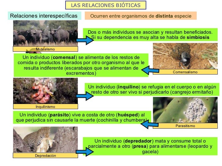 2.Ecología. Alberto De Los Mozos - Lessons - Tes Teach