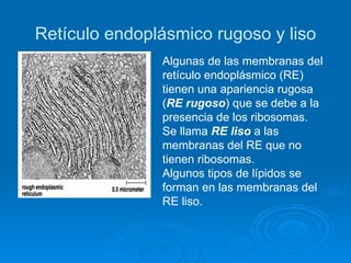 La Estructura Y FuncióN Celular | PPT