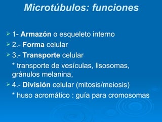 Microtúbulos: funciones <ul><li>1-  Armazón  o esqueleto interno </li></ul><ul><li>2.-  Forma  celular </li></ul><ul><li>3...