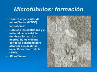 Microtúbulos: formación <ul><li>* Centro organizador de microtúbulos (MTOC)  </li></ul><ul><li>centrosoma: </li></ul><ul><...