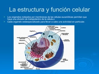 La estructura y función celular <ul><li>Los organelos rodeados por membranas de las células eucarióticas permiten que haya...