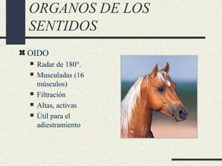 Comunicación olfativa de los caballos