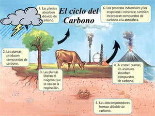 El ciclo del Carbono 